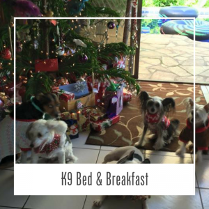 Dog Bed & Breakfast Hawaii