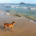 Dog Walking Adventures Oahu