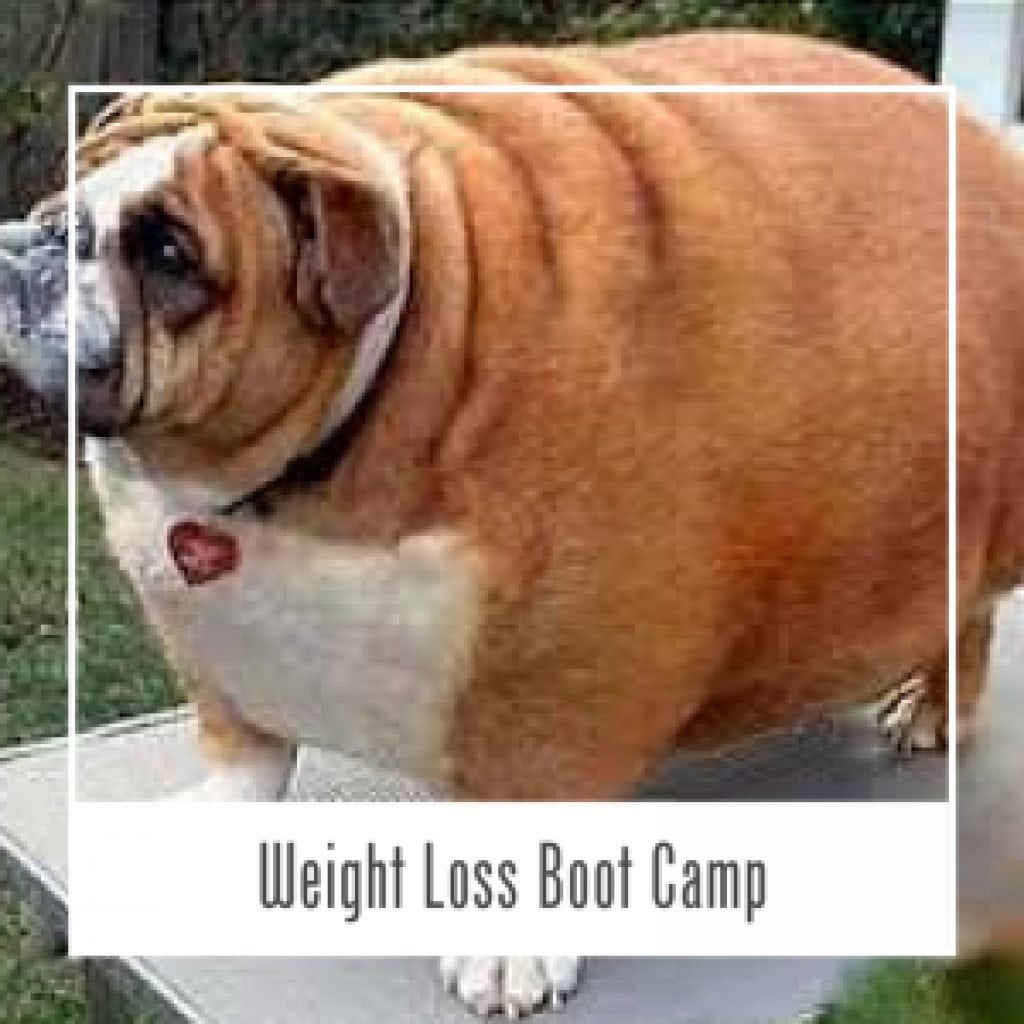 Dog Weight Loss Service Hawaii