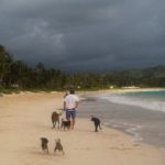 Dog Whisperer Hawaii