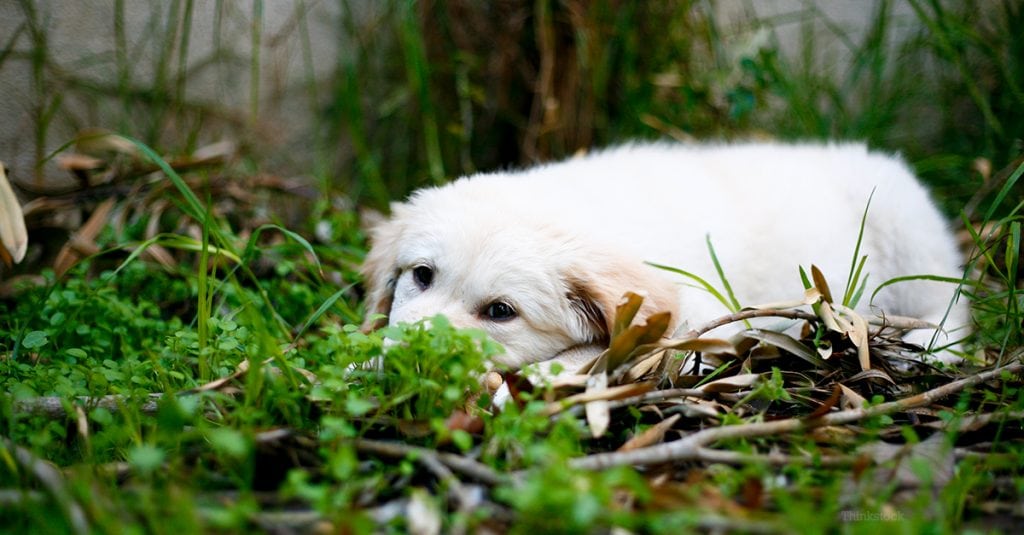 Health Risks Of Dog Poo