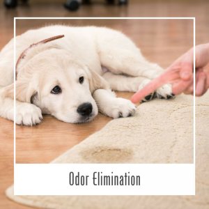 Pet Odor Elimination Service Hawaii