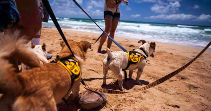 Dog Adventures Oahu