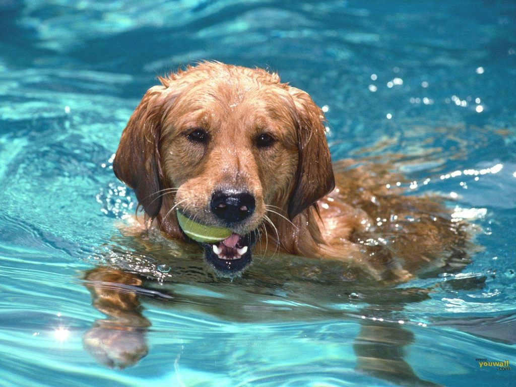 Dog Swimming Oahu