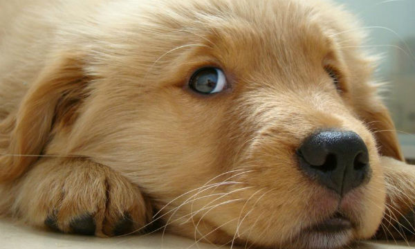 Dogs Have Three Eyelids