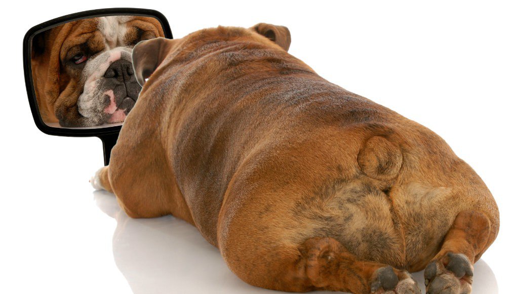Is My Dog Overweight Got Poo Pet Waste Removal Pet Services