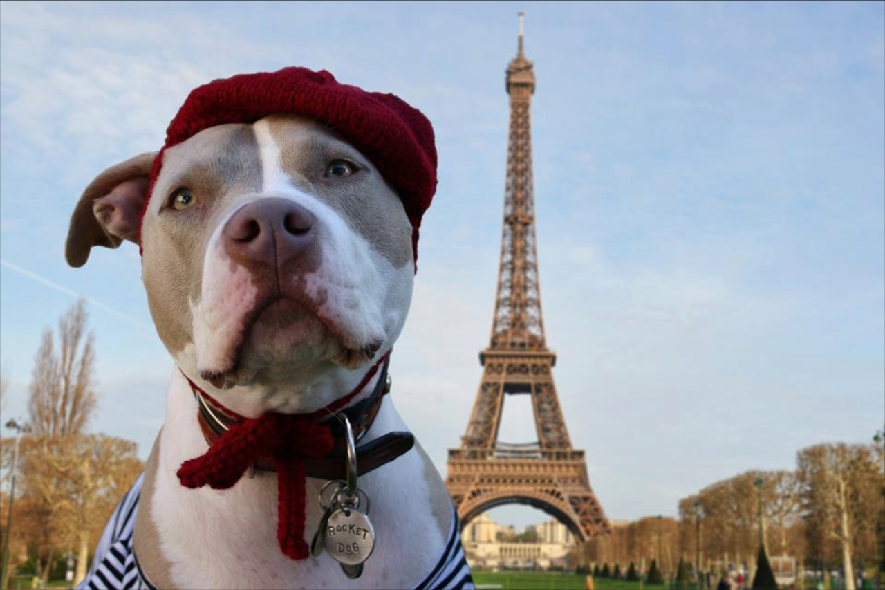 Француз надо. Собака в Париже. Собака из Парижа. Животные Франции. Французы и животные.