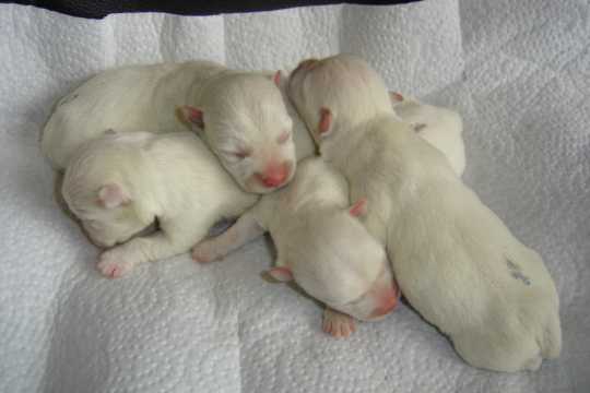 Newborn Puppies Are Born Blind And Deaf