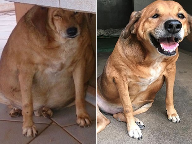 Oahu Dog Weight Loss Program