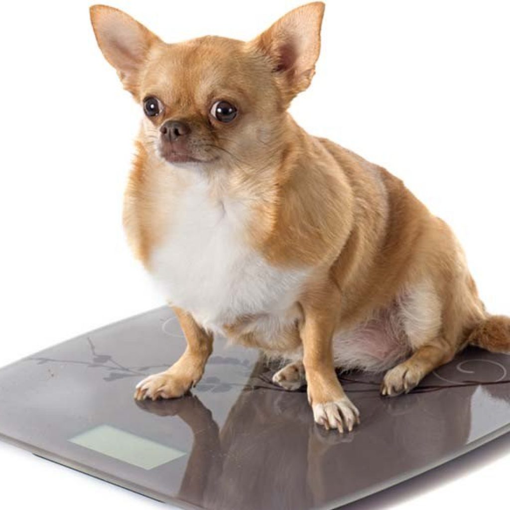 Obese Dog Care Oahu