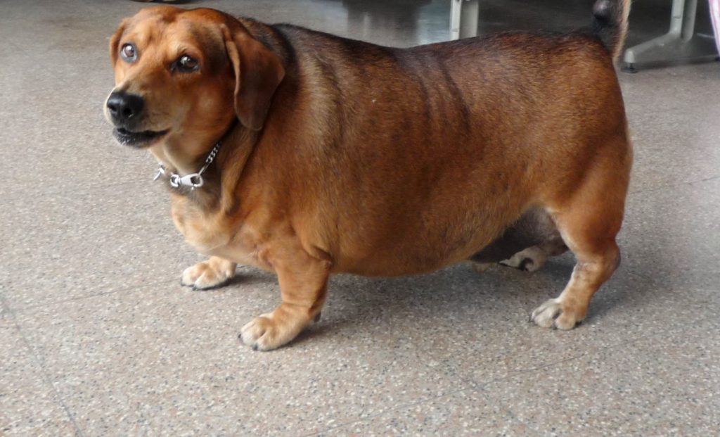 Overweight Dog Care Oahu