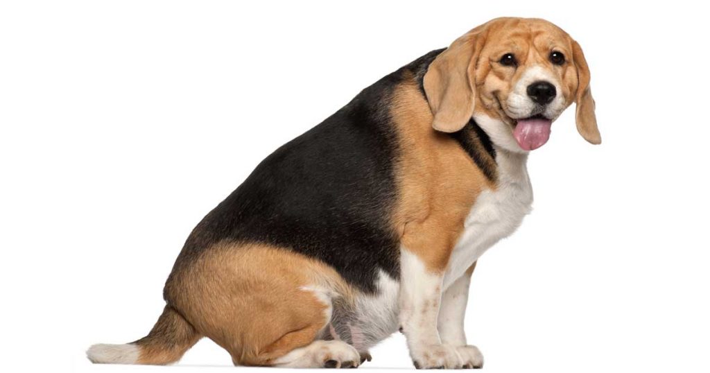 Overweight Dogs Health Risks