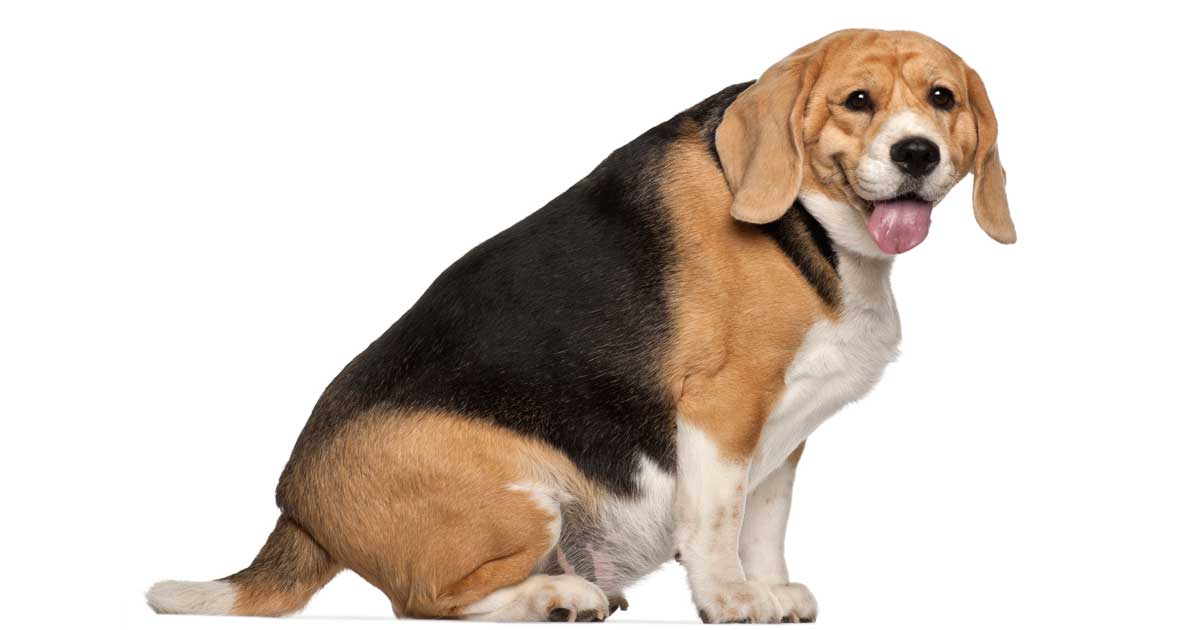 Read more about the article Overweight Dogs Health Risks