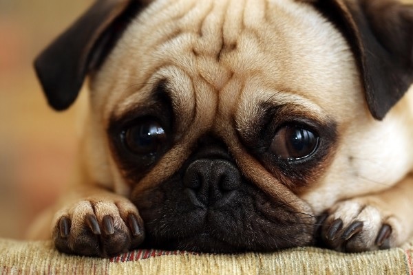 Read more about the article The Dangers Of Dog Poop