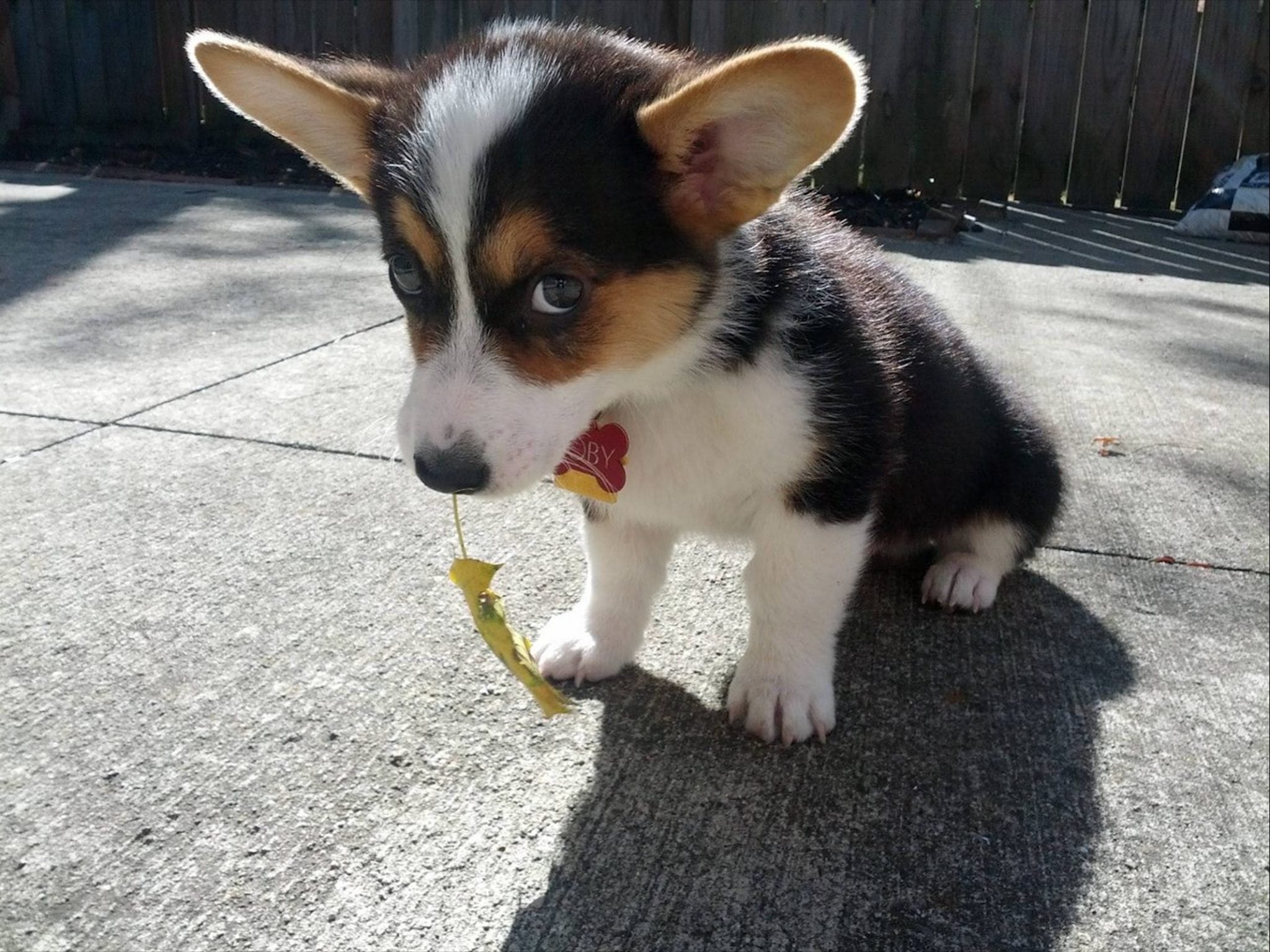 Read more about the article What Can Your Pet Dog’s Poop Tell You About Their Health