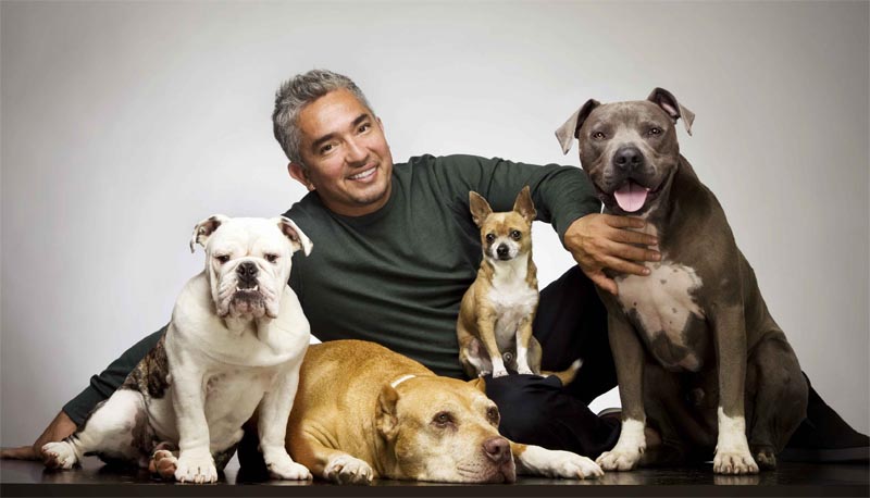 What's The Difference Between A Dog Trainer And A Dog Whisperer