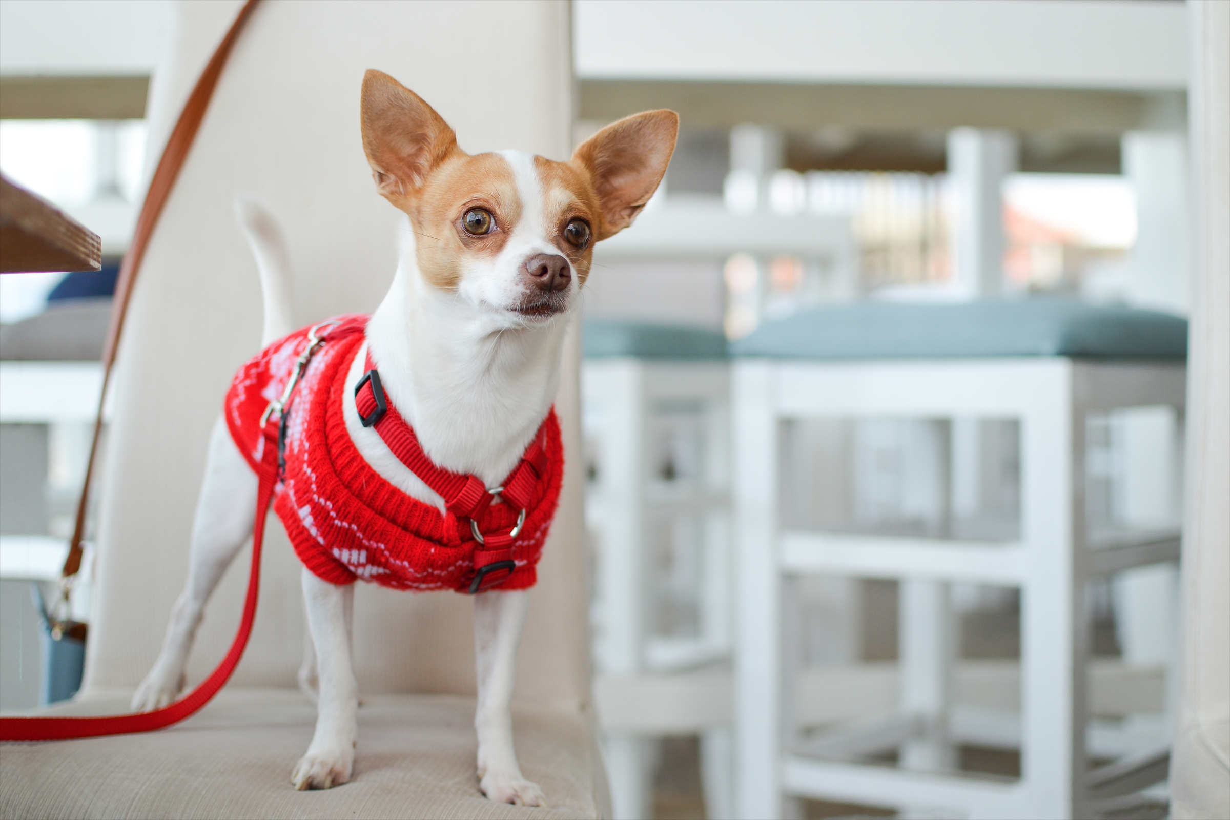 Read more about the article Tips For Taking Your Pup Out On The Town