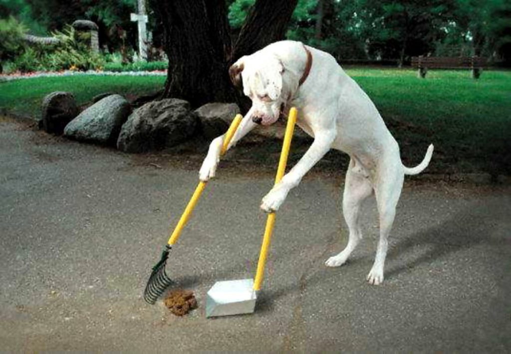 How To Clean Up Dog Poop Properly