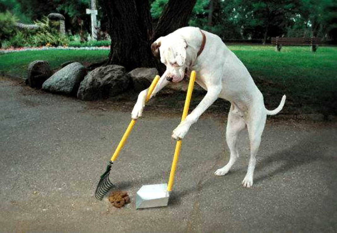 dog poop cleaner