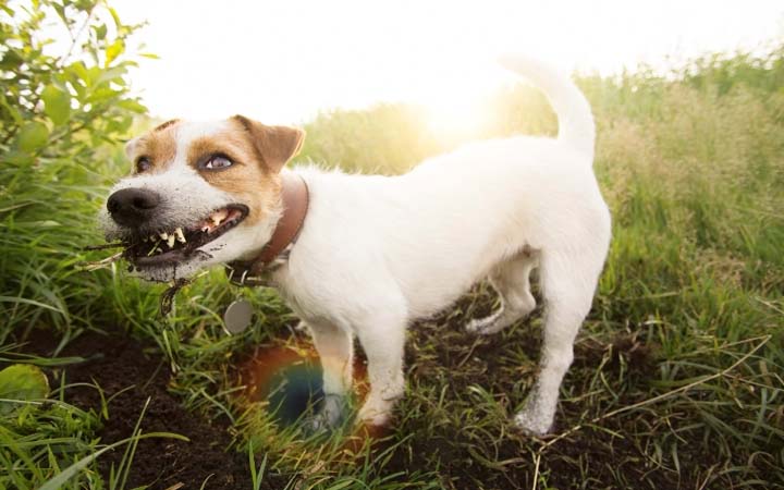 Read more about the article Why Do Dogs Eat Dirt?